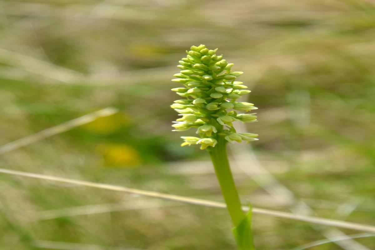 Platzer Alm 22.06.2023